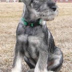 What-A-Dog.jpg
